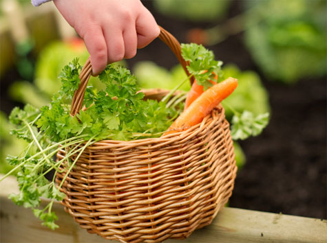 Cesta de mimbre con zanahorias